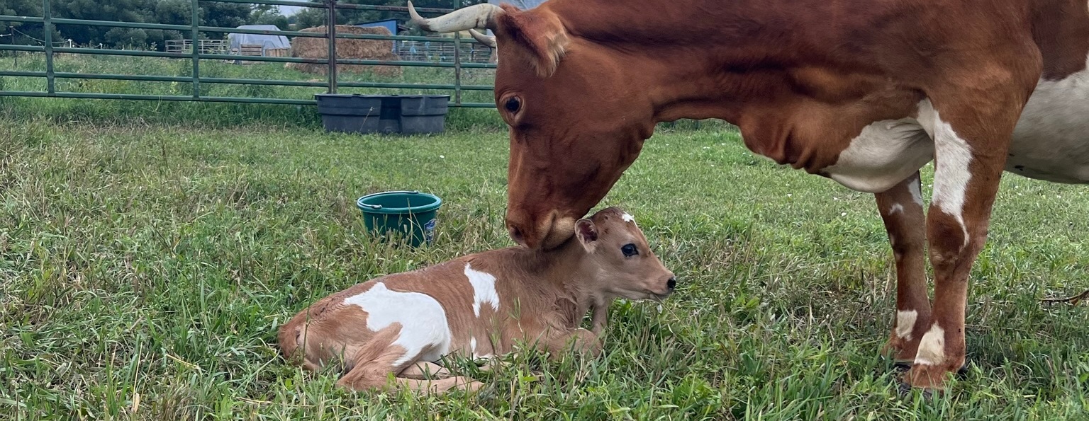 Light Root Teen Farmer Group - Spring Session